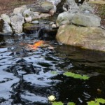 Koi Pond Water Garden