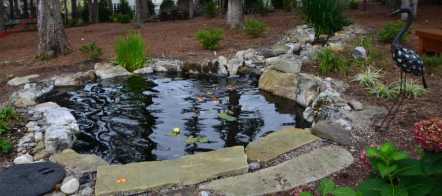 Raleigh Koi Pond