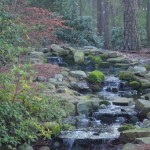 Raleigh stream into koi pond