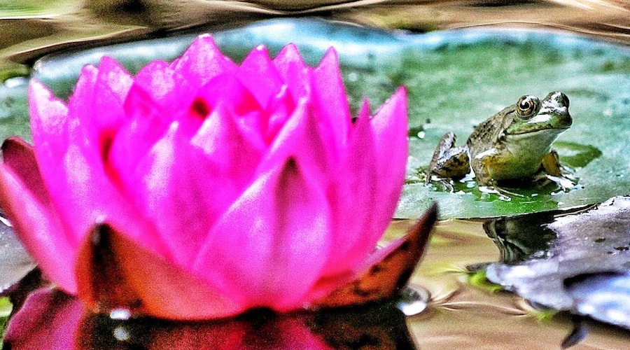 Water Feature